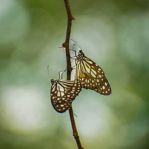 Photo #12076117