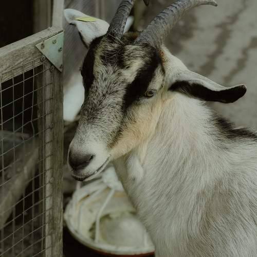 Photo #12076441