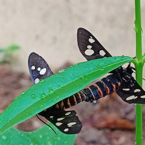Pairing spotted moth during rain