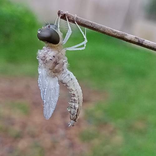 Newly emerged Dragonfly