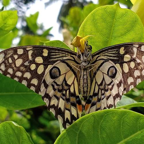 Ambushed butterfly