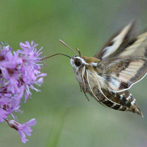 Photo #12077056