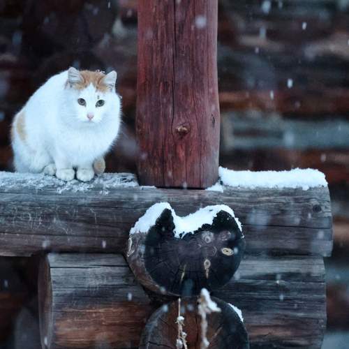 Photo #12077066