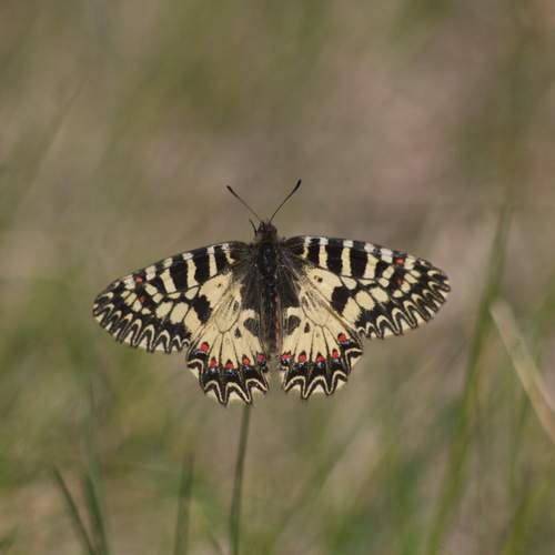Photo #12077071