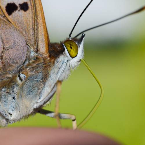 Photo #12077262