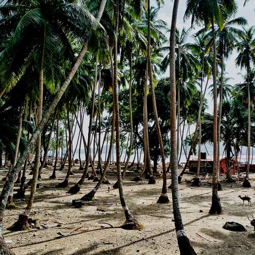 A Tropical Paradise