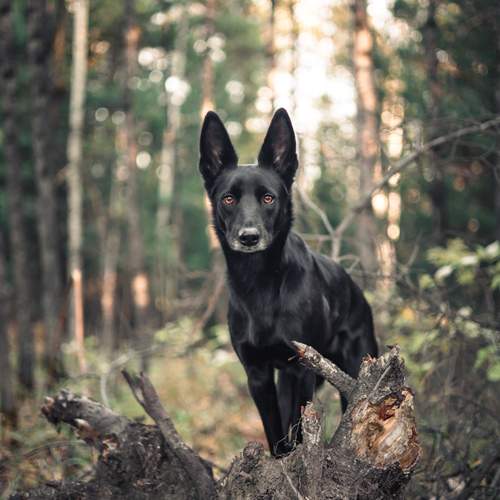 Photo #12077520