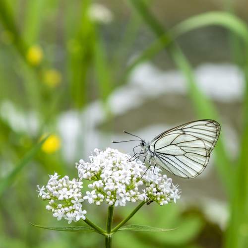Photo #12077947