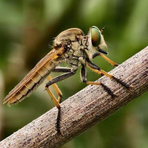 Robberfly