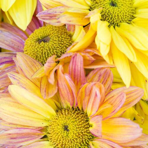 Photo #12078931