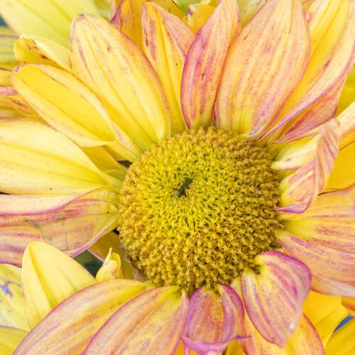 Photo #12079005