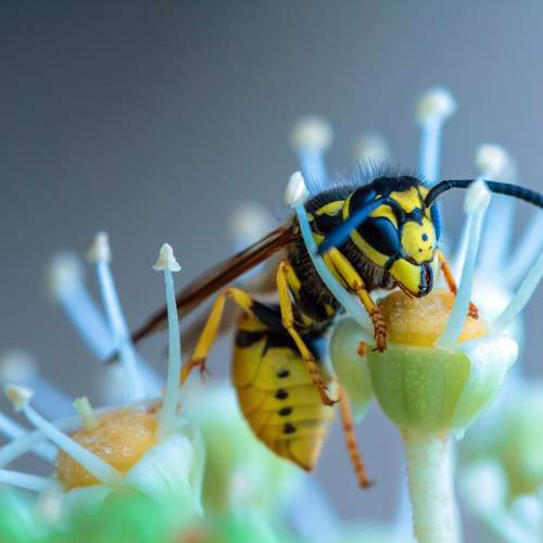 Vespula germanica