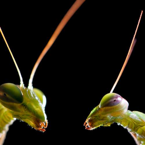 Two mantis