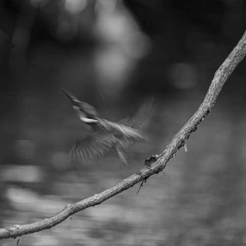 Small Hunter in Flight.