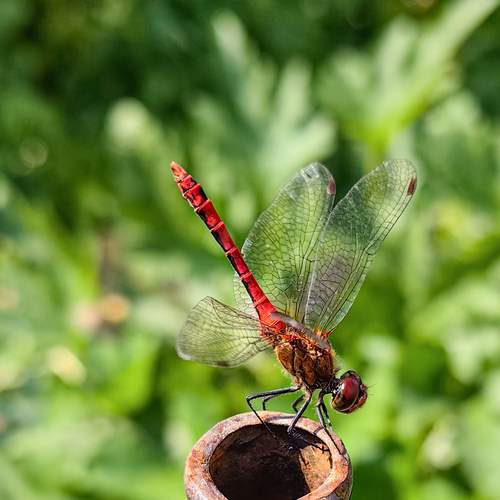 Photo #12080839