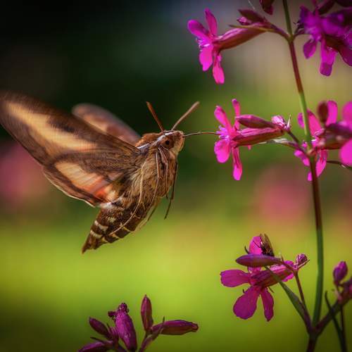 Фотография #12081362