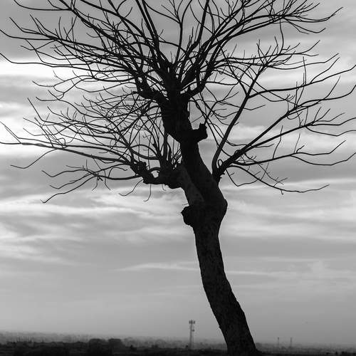 Only survival in the land of rocks.