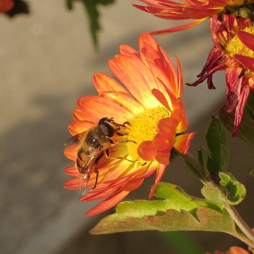 Photo #12081666