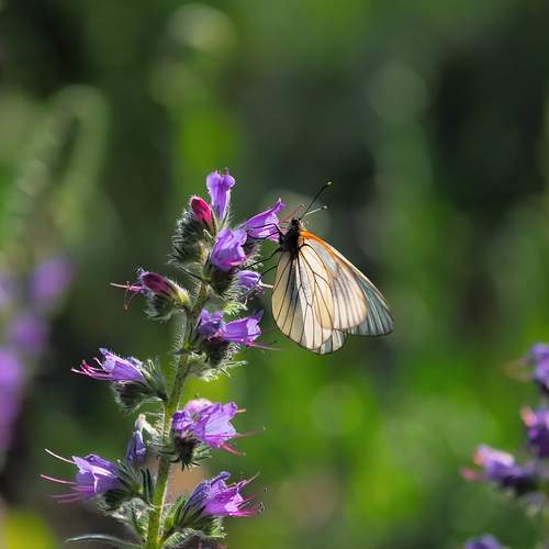 Photo #12081886