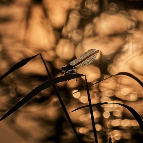 Photo #12082673