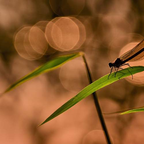Photo #12082674