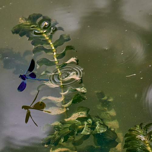 Photo #12082675