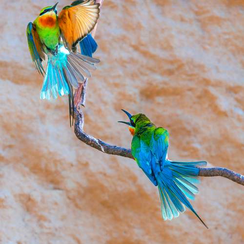 The Colors of Nature