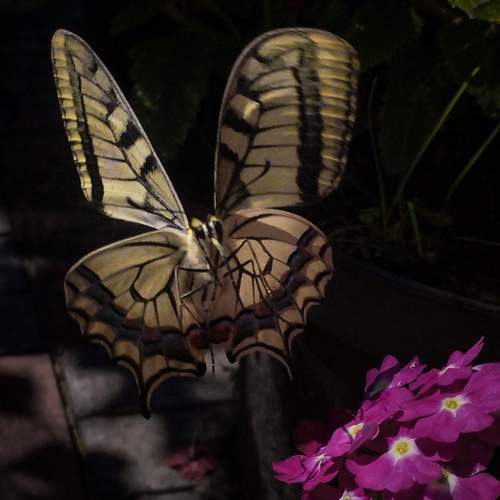 Photo #12082777