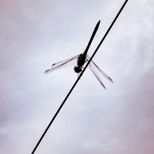 Photo #12082784