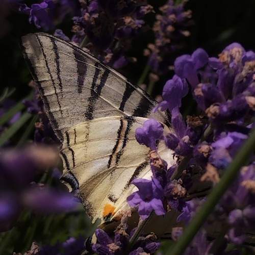 Photo #12082787