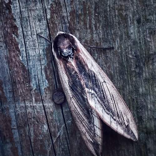 Photo #12082817