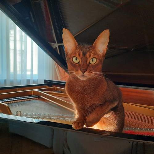 Masha in my grand piano