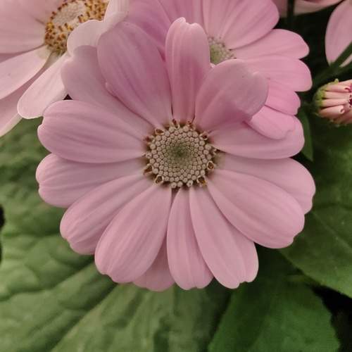 Pink flower