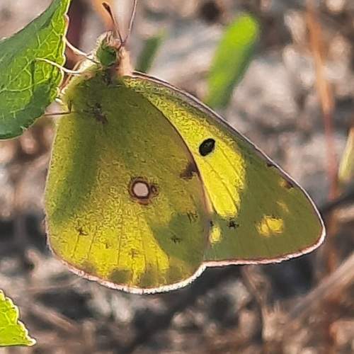 Photo #12084139