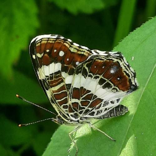 Photo #12084140