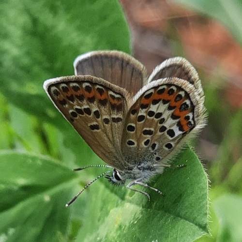 Photo #12084161
