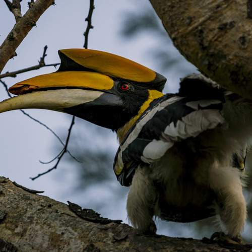A striking yet poignant photograph captures a Great Indian Hornbill with a broken culmen.