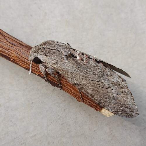 Photo #12085715