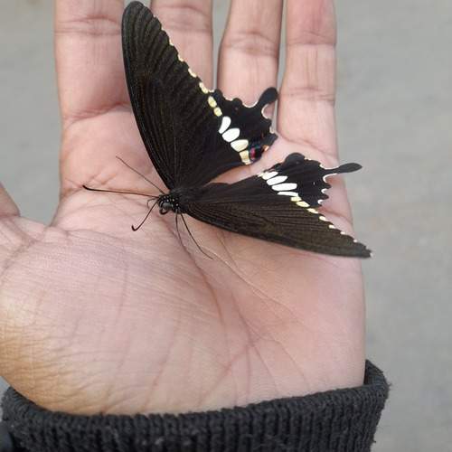 Photo #12085716