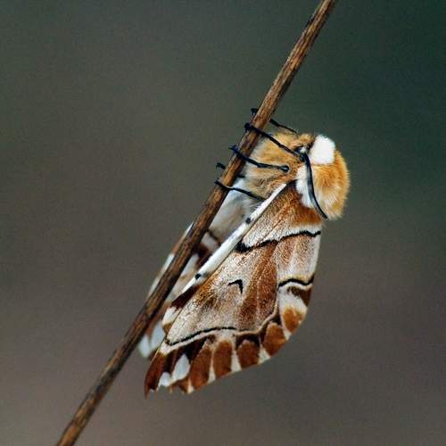 Photo #12085855