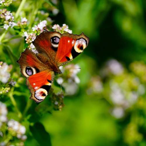 Photo #12086098