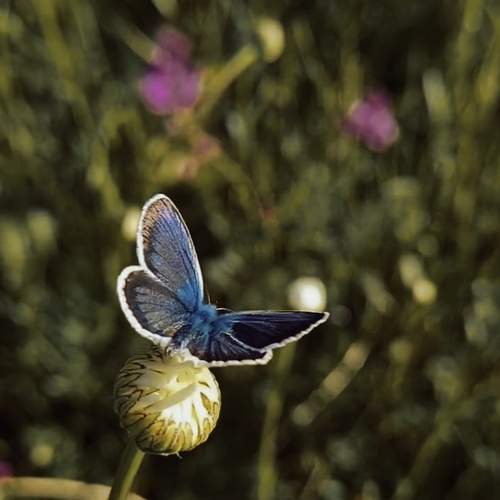Photo #12086397