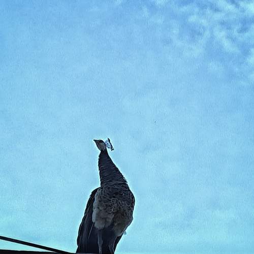 Photo #12086828