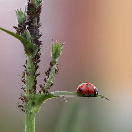 Photo #12087013