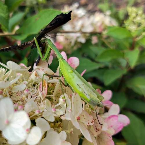 Photo #12087737