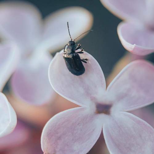 Photo #12087741