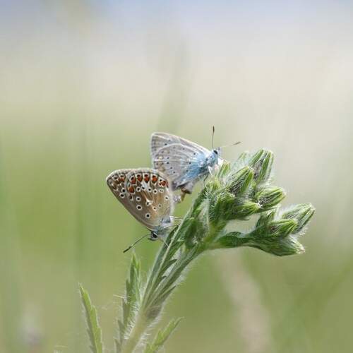 Photo #12088038