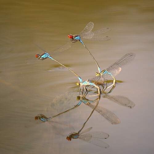 Photo #12088156