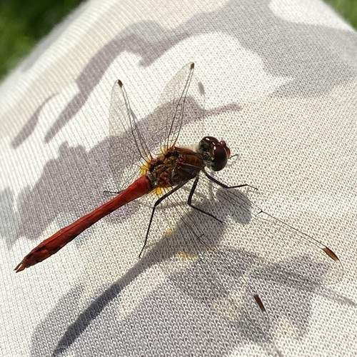 Photo #12088270