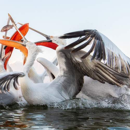 Фотография #12088541